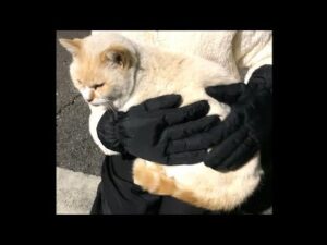 ♪ #紅蓮の弓矢 【進撃の巨人】♪キタ！キタ！俺のカノジョがキターーー！ヾ(*´∀｀*)ﾉ #Shorts “Cute wild cat”