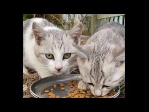 ♪ #紅蓮の弓矢 【進撃の巨人】♪キタ！キタ！ボクのメシがキターーー！でちゅ(*^-^*) #Shorts “It's meal! It's meal! My meal is here!”