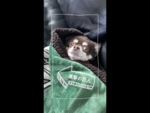【🐶】『進撃の巨人』毛布がお気に入り犬🐾 Attack on Titan🐾 #Shorts