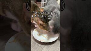 【進撃の巨人】人類最強の兵士を喰らう子猫 #shorts #リヴァイ #子猫 #はなまる #チュールイラスト