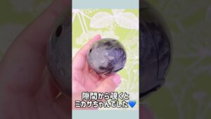 進撃の巨人の新しいガチャが可愛過ぎた😍😍