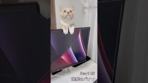 進撃のバナナ #shorts #猫 #子猫  #進撃の巨人 【マンチカン×サイベリアン】