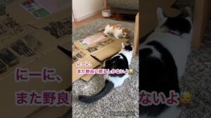 進撃の巨人段ボールハウス撤去が名残惜しい兄妹猫🤣 #保護猫 #猫 #cat #catlover