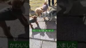 高齢犬の日常🐶進撃の巨人じゃなく散歩中の巨犬にあいました#シベリアンハスキー#ゴールデンレトリバー#でかぷー #トイプードル #シニア犬との暮らし #テディベア #老犬