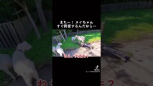 進撃の巨人メイ編　　なんかの拍子に興奮しちゃうメイ。絡まれるカイ。いつも心配するリク。冷めてるユキ。これが我が家の進撃の巨人です。