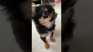 エレンという名のチワワ　進撃の巨人