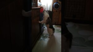 鼠との睨み合いに屈する進撃の巨人猫 #Shorts