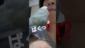 進撃の巨人❗ #ういチャンネル #コザクラインコ #lovebird #進撃の巨人