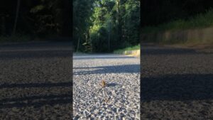 進撃の○○ #shorts #進撃の巨人 #昆虫 #巨人  #ペキニーズ #チワワ #ペキチワ #tiktok