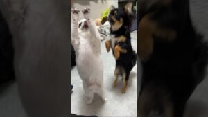 トムとエレンのおやつタイム #chihuahua #hewanpeliharaan 進撃の巨人ファイナルシーズン