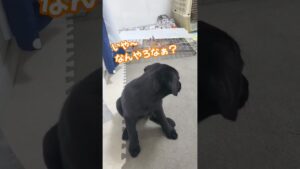 進撃の巨人なみに壁を破壊する生後２ヶ月の黒ラブラドール