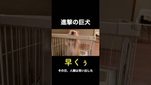 進撃の巨人（ポメラニアンバージョン） #ポメラニアン #犬のいる暮らし