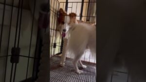 先住犬が進撃してきた時の弟犬の様子#ボーダーコリー #bordercollie #かわいい #愛犬 #多頭飼い #パピヨン #進撃の巨人 #attackontitan