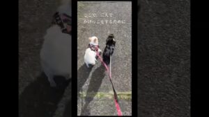 進撃の巨人ファイナルシーズン完結編 #chihuahua EREN