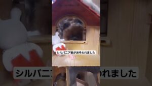 高齢犬の日常🐶悲報#シルバニアファミリー#進撃の巨人#トイプードル #老犬 #恐怖
