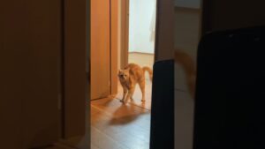 進撃すぎる巨猫2nd🐱 #shorts #猫 #猫動画 #ペット動画 #猫ミーム #アメリカンショートヘア #進撃の巨人 #cat #funnycats