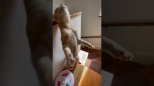 進撃すぎる巨猫🐱 #shorts #猫 #猫動画 #ペット動画 #猫ミーム #アメリカンショートヘア #進撃の巨人 #cat #funnycats