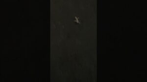 進撃の巨人の奇行種みたいなヤモリ！