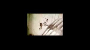 Attack on Titan - AMV