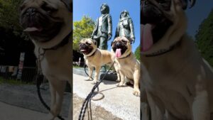 [パグ]進撃の長い舌👅 (Attack on Titan Monument) #attackontitan #進撃の巨人 #大山ダム #日田 #shorts