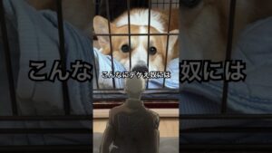 超大型の巨人になったコーギー / Corgi that became a Super-Sized Giant #shrots #corgi #尻尾ありコーギー