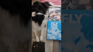 【進撃の巨人 画集FLY】届いた～‼️ボーダーコリーのポンちゃんと📖🐕 ͗ ͗