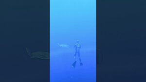 進撃の巨人タートルズ    attack on titan turtles一----