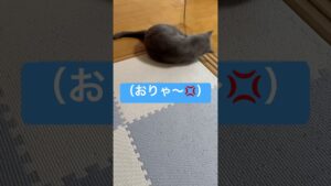 【猫ロシアンブルー】進撃の そら‼️#shorts