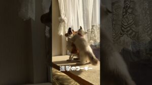 巨大なコーギーと戦う子猫！#コーギー#ラグドール子猫 #進撃の巨人 #shorts