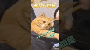 【進撃の巨人】進撃の巨猫、ウォールご主人を突破か！#shorts #cat #cute #進撃の巨人