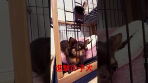 壁の向こう側には… #進撃の子犬　#進撃の巨人  #犬  #ぴの  #可愛い